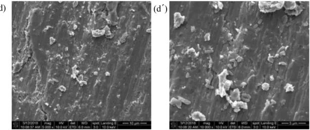 Fig. 4- 4 SEM images of (d) Group 4 of P.gingivalis, magnification 5000 X ; (d´) Group  4 of P.gingivalis, magnification 10000 X   