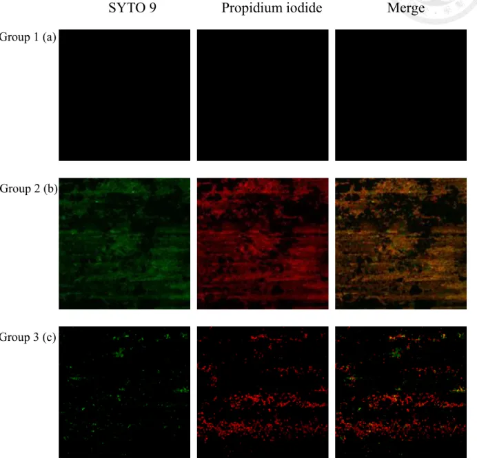 Fig. 4- 7 Representative fluorescence images(63X) with live(green)/dead(red) stain of  P