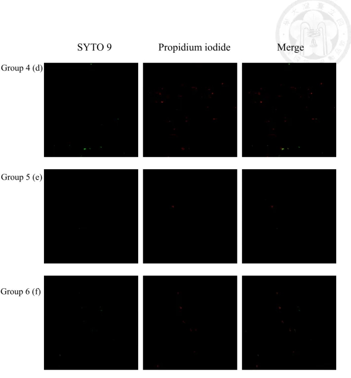 Fig. 4- 8 Representative fluorescence images(63X) with live(green)/dead(red) stain of  P
