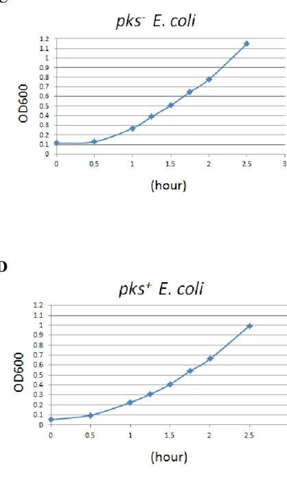 Figure 2. Bacterial growth curve of E. coli pks -  and E. coli pks + . 