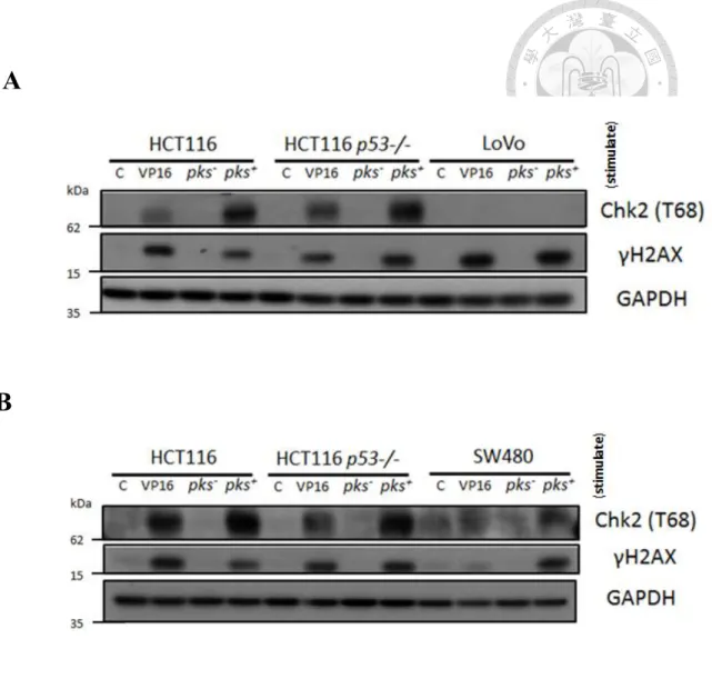 Figure 4. E. coli pks +  induces DNA break and increases the level ofγH2AX thus  activates T68 Chk2