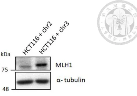 Figure 9. The expression level of MLH1 in HCT116 + chr2 and HCT116 + chr3  cell line.   