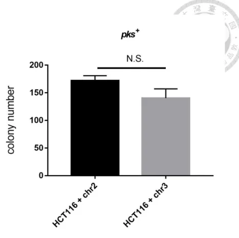 Figure  14.  Anchorage-independent  growth  of  HCT116  +  chr2  and  HCT116  +  chr3 exposed to E