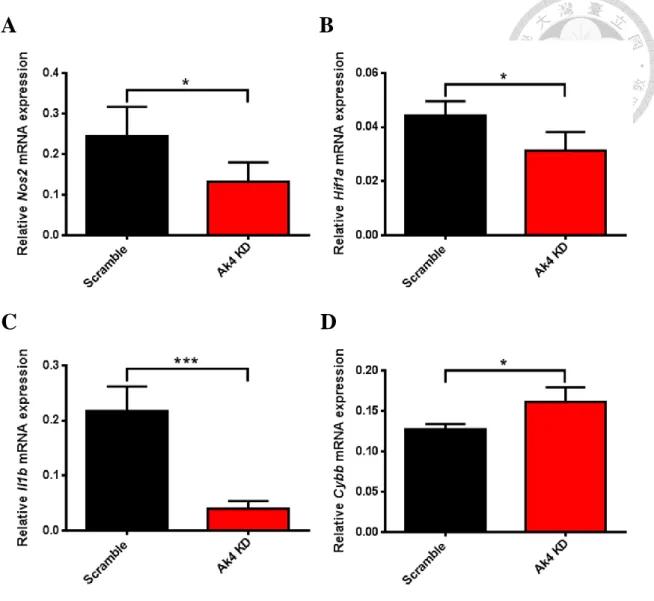 Fig.  5  Ak4  shRNA  KD  reduced  the  expressions  of  Nos2,  Hif1a  and  Il1b  and 