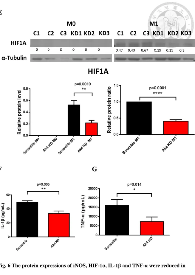 Fig. 6 The protein expressions of iNOS, HIF-1α, IL-1β and TNF-α were reduced in 