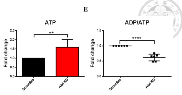 Fig. 7 Elevated ATP level by Ak4 siRNA KD in M1 macrophages. 