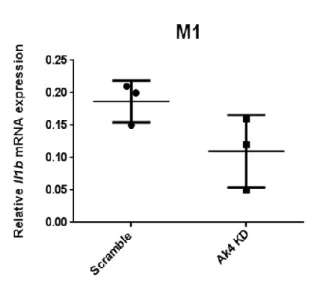 Fig. 8 The expressions of Nos2, Cybb, Hif1a and Il1b were decreased, but not 