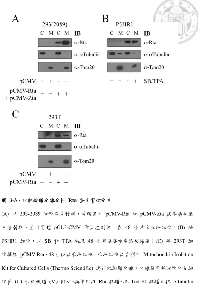 圖  3-3、以粒線體分離分析  Rta  蛋白質的分布 