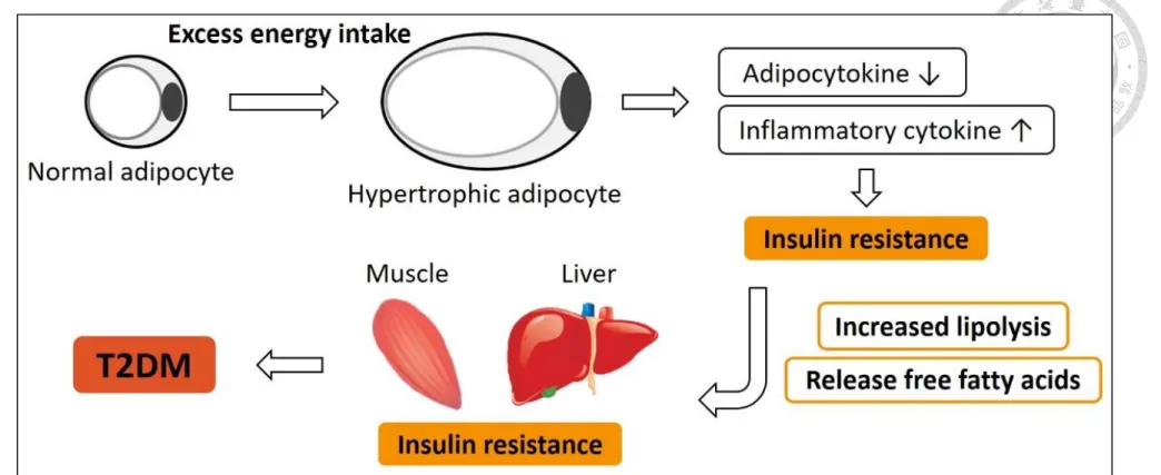 Figure 1. Adipose tissue dysfunction in obesity is related to impaired metabolic health