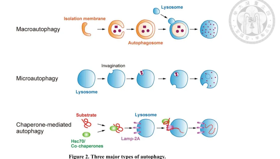 Figure 2. Three major types of autophagy. 