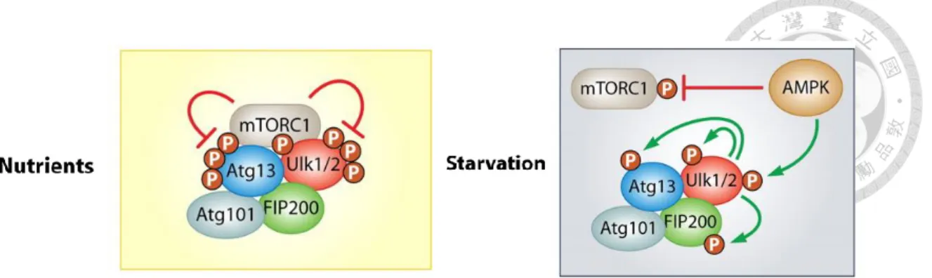 Figure 3. Regulation of autophagy induction by the TOR and AMPK complex. 