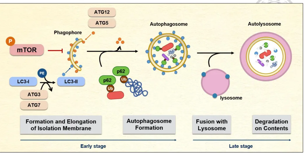 Figure 4. The molecular mechanism of macroautophagy in mammalian cells. 