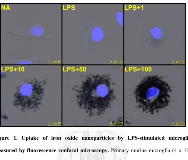 Figure 1. Uptake of iron oxide nanoparticles by LPS-stimulated microglia  measured by fluorescence confocal microscopy