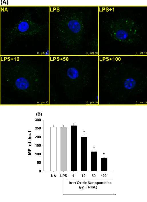 Figure 3. Suppression by iron oxide nanoparticles of Iba-1 expression in  LPS-stimulated microglia