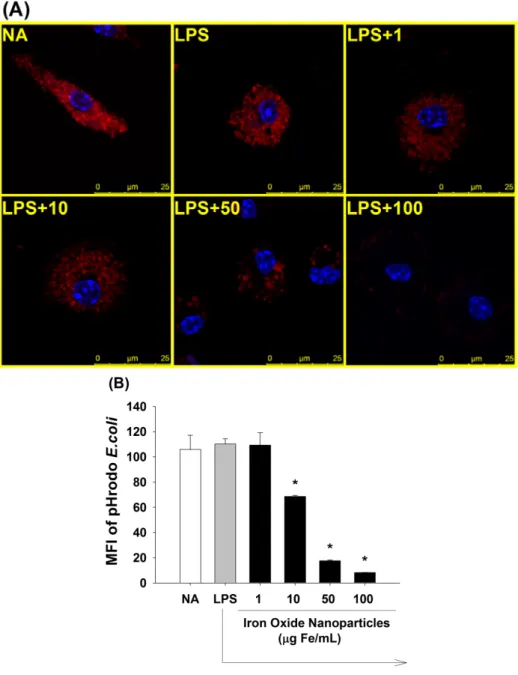 Figure 4. Suppression by iron oxide nanoparticles of the phagocytic activity of  LPS-stimulated microglia