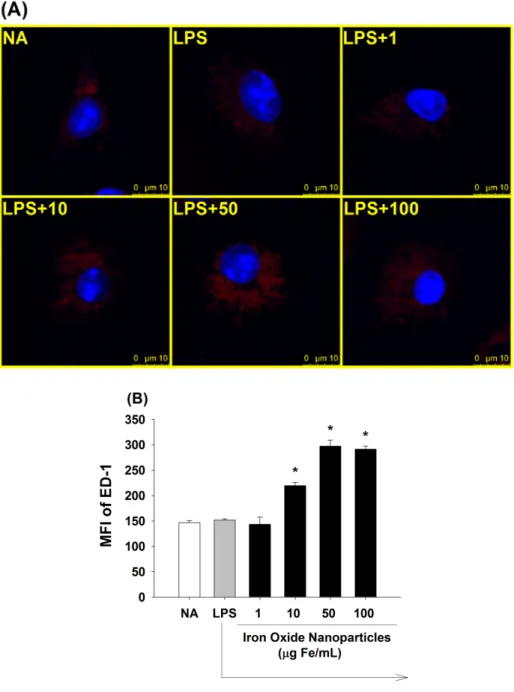 Figure 8. Effect of iron oxide nanoparticles on the amount of lysosomes in  LPS-stimulated microglia