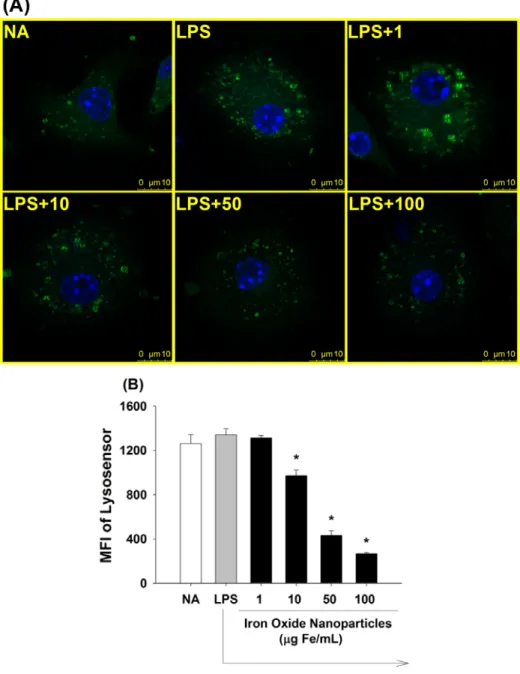 Figure 10. Induction by iron oxide nanoparticles of lysosomal alkalinization in  LPS-stimulated microglia