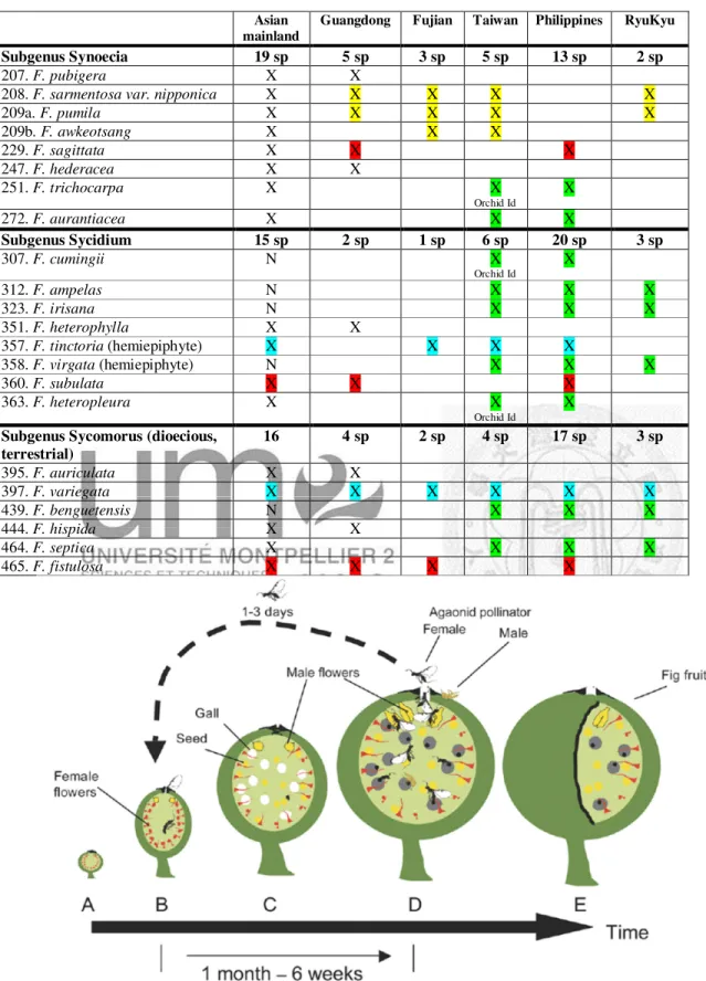 Figure  2:  The  successive  fig  development  phases  in  a  monoecious  species  (from  Harrison,  2005)