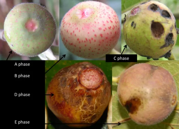Figure  3:  The  five  phases  of  Ficus  erecta  var.  beecheyana  fig  development. Prereceptive  figs  (A  phase)  are  greenish,  the  ostiole  is  tightly  closed