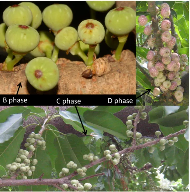Figure 5: Ficus subpisocarpa figs. Ficus subpisocarpa is monoecious and cauliflorous. The  figs grow on the branches and trunk, with strong synchrony