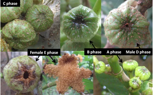 Figure 6: The five phases of Ficus septica fig development. Prereceptive figs (A phase) are  light green and shiny, the ostiole is tightly  closed