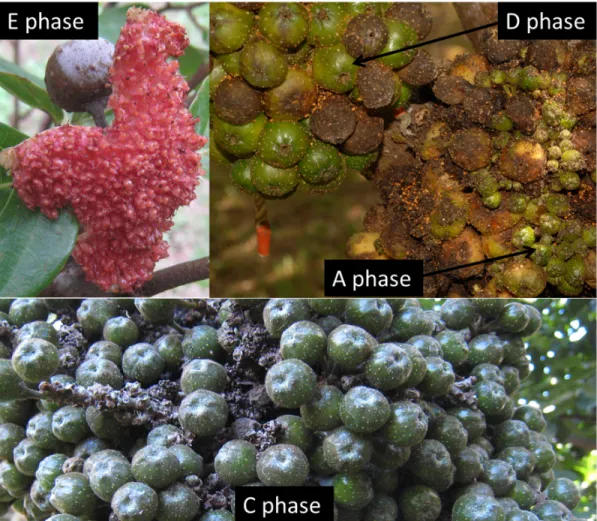 Figure 7: The Ficus benguetensis figs. This species grows figs in cluster on the trunk  of by  pair on the branches