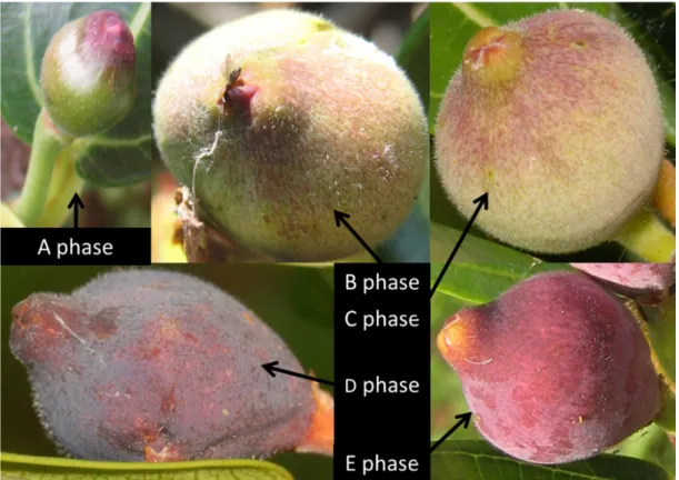 Figure  8:  The  five  phases  of  Ficus  pedunculosa  var.  mearnsii  fig  development
