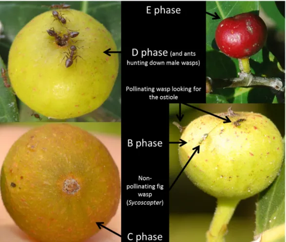 Figure  9:  The  five  phases  of  Ficus  tinctoria  subsp.  swinhoei  fig  development