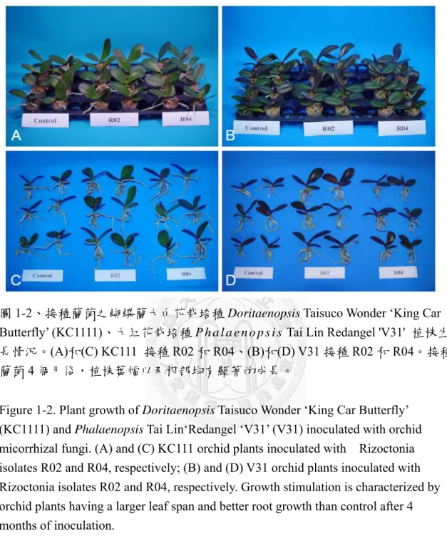 圖 1-2、接種蘭菌之蝴蝶蘭大白花栽培種 Doritaenopsis Taisuco Wonder ‘King Car  Butterfly’ (KC1111)、大紅花栽培種 P h a l a e n o p s i s  Tai Lin Redangel 'V31'  植株生 長情況。(A)和(C) KC111  接種 R02 和 R04、(B)和(D) V31 接種 R02 和 R04。接種 蘭菌 4 個月後，植株葉幅以及根部均有顯著的成長。 