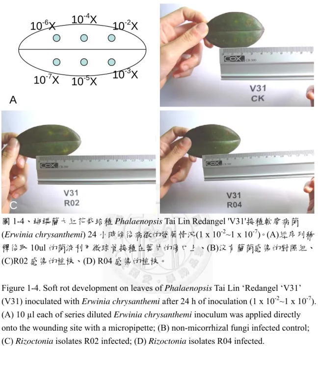 圖 1-4、蝴蝶蘭大紅花栽培種 Phalaenopsis Tai Lin Redangel 'V31'接種軟腐病菌 (Erwinia chrysanthemi) 24 小時候後病徵的發展情況(1 x 10 -2 ~1 x 10 -7 )。(A)經序列稀 釋後取 10ul 的菌液利用微球管接種在葉片的傷口上、(B)沒有蘭菌感染的對照組、