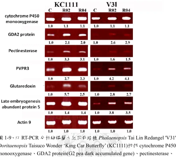 圖 1-9、以 RT-PCR 分析蝴蝶蘭大紅花栽培種 Phalaenopsis Tai Lin Redangel 'V31'  、 Doritaenopsis Taisuco Wonder ‘King Car Butterfly’ (KC1111)根部 cytochrome P450  monooxygenase、GDA2 protein(G2 pea dark accumulated gene)、pectinesterase、