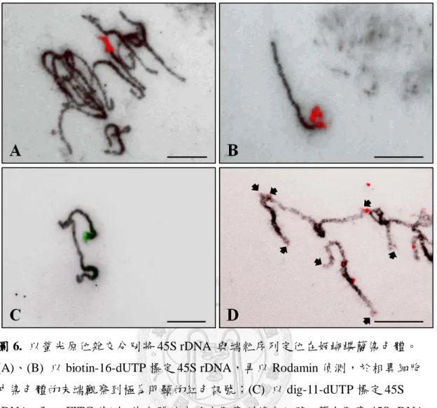 圖 6.  以螢光原位雜交分別將 45S rDNA  與端粒序列定位在姬蝴蝶蘭染色體。
