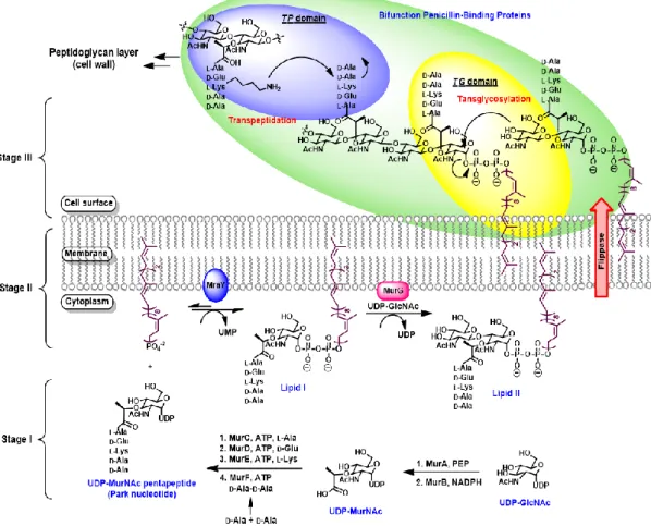 Figure 2. Biosynthetic pathway of bacterial cell wall peptidoglycan 8 