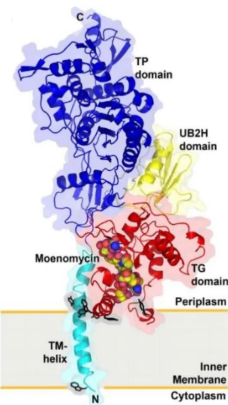Figure 7. Crystal structure of the complex PBP1b and moenomycin 16 E114 