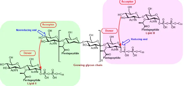 Figure 9. Two possible polymerization directions for formation of cell wall glycan 17