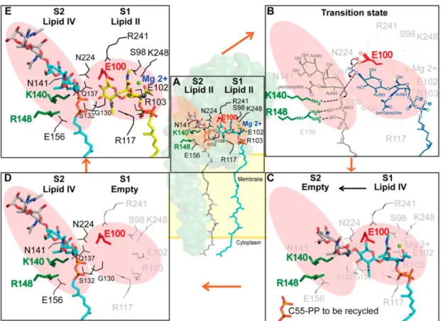 Figure 11. Proposed mechanism for lipid II polymerization by TGase 18