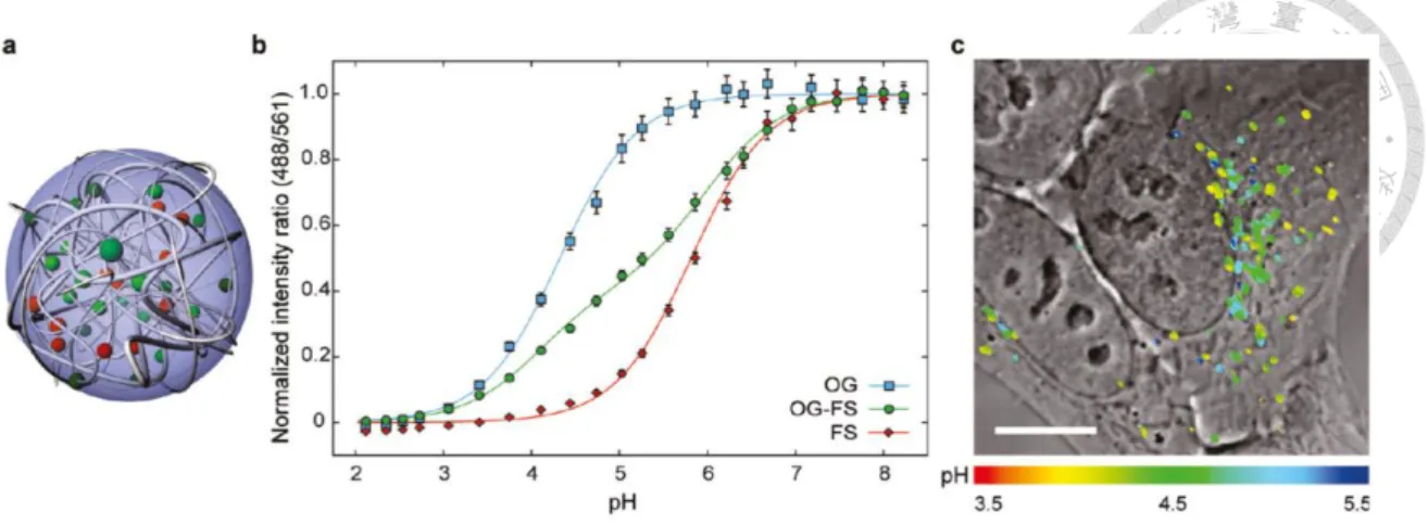 Figure 1.3. Schematic  of  the  cross-linked  poly  acrylamide  nanoparticle.  (b)  In  vitro 