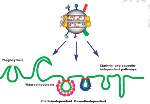 Figure 1.12. Pathways  of  mesoporous  silica  nanoparticles  for  entry  into  cells