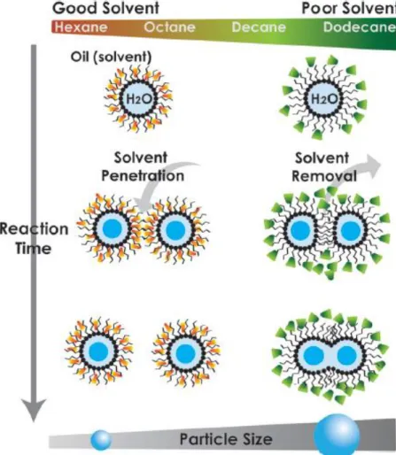 Figure 1-9.  Schematic  illustration  of  solvent-initiated  fusion  pathways  for  silica  nanoparticle formation