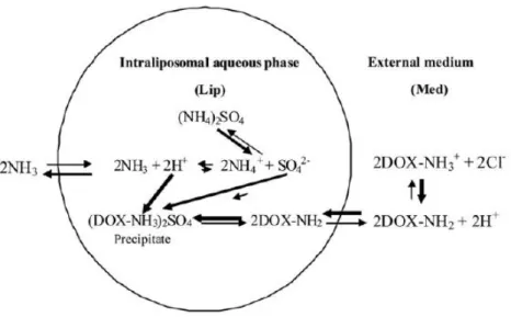 Figure 1-13.  Schematic illustration of remote doxorubicin loading into PEG-liposomes 