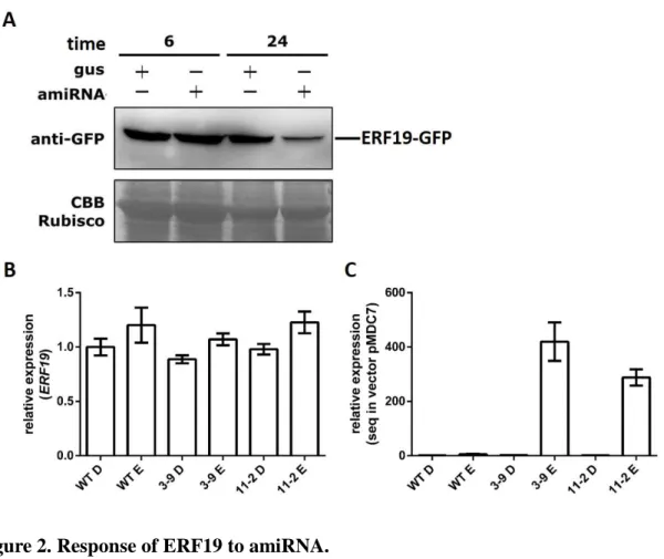 Figure 2. Response of ERF19 to amiRNA.   