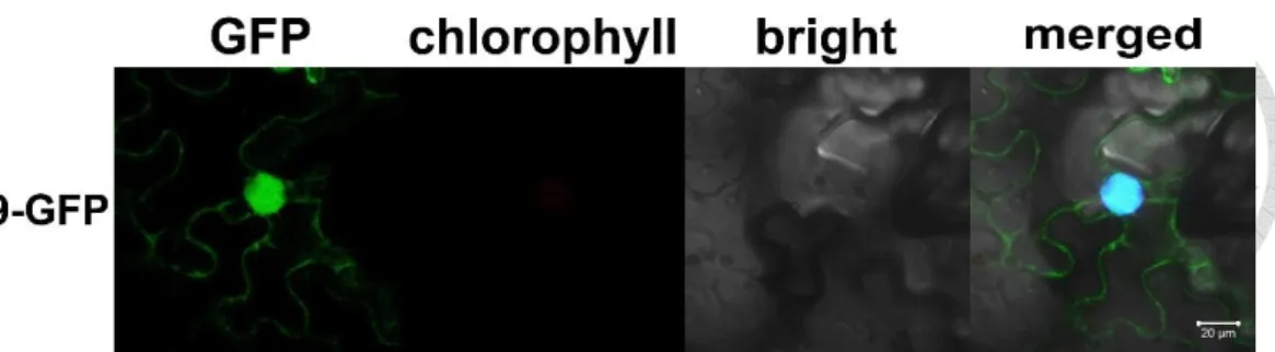 Figure 3. Subcellular localization of ERF19. 