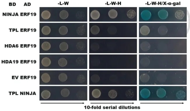 Figure 4. Direct interaction of ERF19 with NINJA but not with TPL, HDA6 or  HDA19 by Y2H 