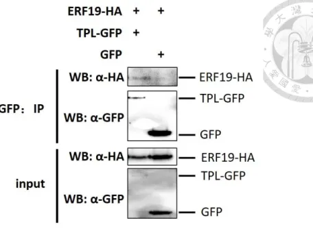 Figure 5. ERF19 associates with TPL in vivo.   