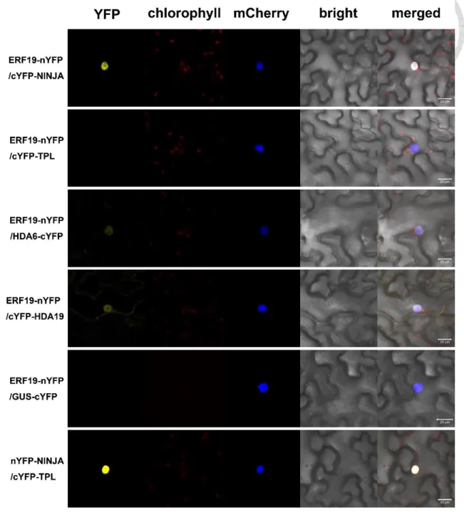 Figure 6. Association of ERF19 with NINJA, HDA6 and HDA19 but not with TPL  by BiFC 