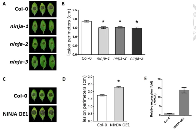 Figure 7. Disease responses of ninja mutant and NINJA overexpression plants to  B. cinerea infection