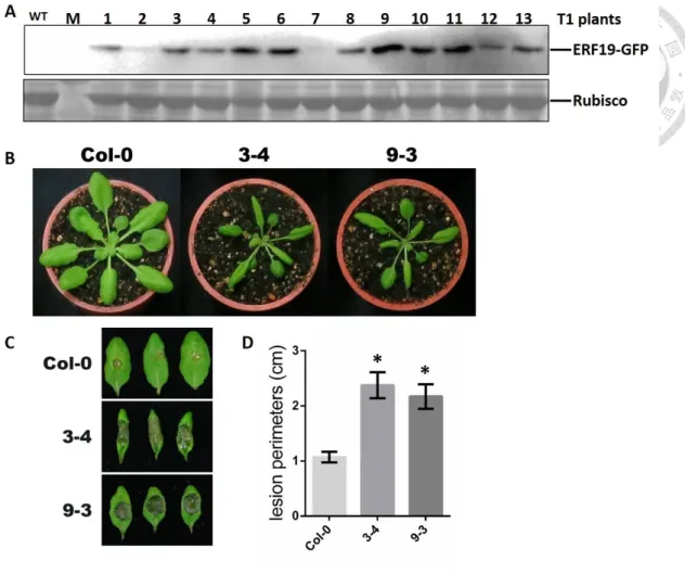 Figure  8.  Development  and  defense  phenotype  of  ninja  mutant  overexpressing  ERF19