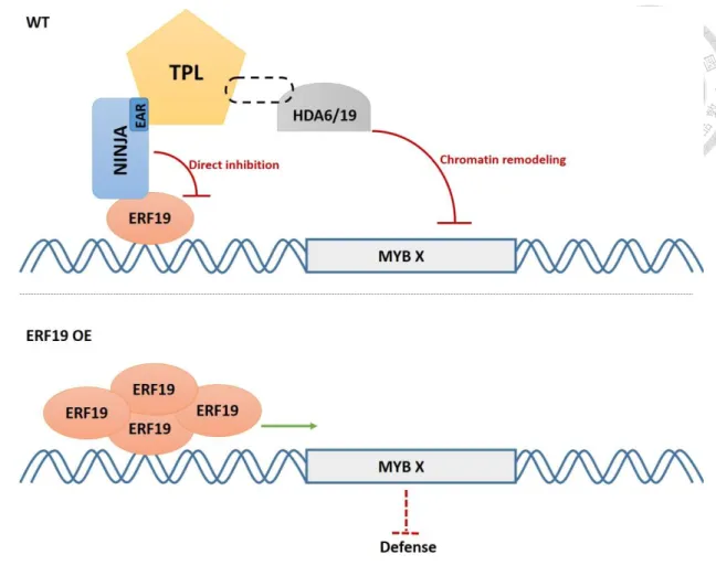 Figure 9. Model for ERF19-mediated defense repression in Arabidopsis.   