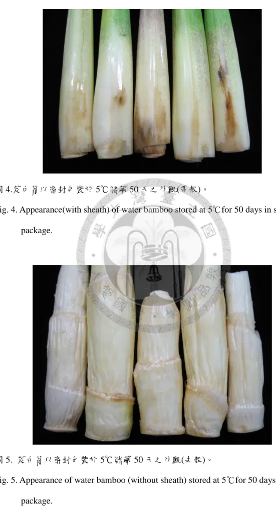 圖 4.茭白筍以密封包裝於 5℃儲藏 50 天之外觀(帶殼)。 