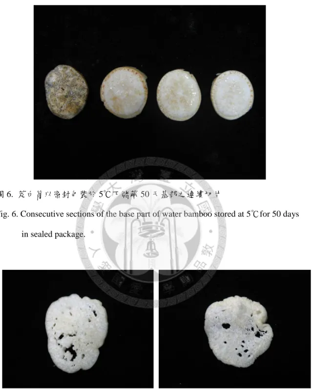 圖 6.  茭白筍以密封包裝於 5℃下儲藏 50 天基部之連續切片 